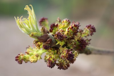 Fraxinus pennsylvanica 'Aucubifolia' - jasan pensylvánský - květ a list jaro